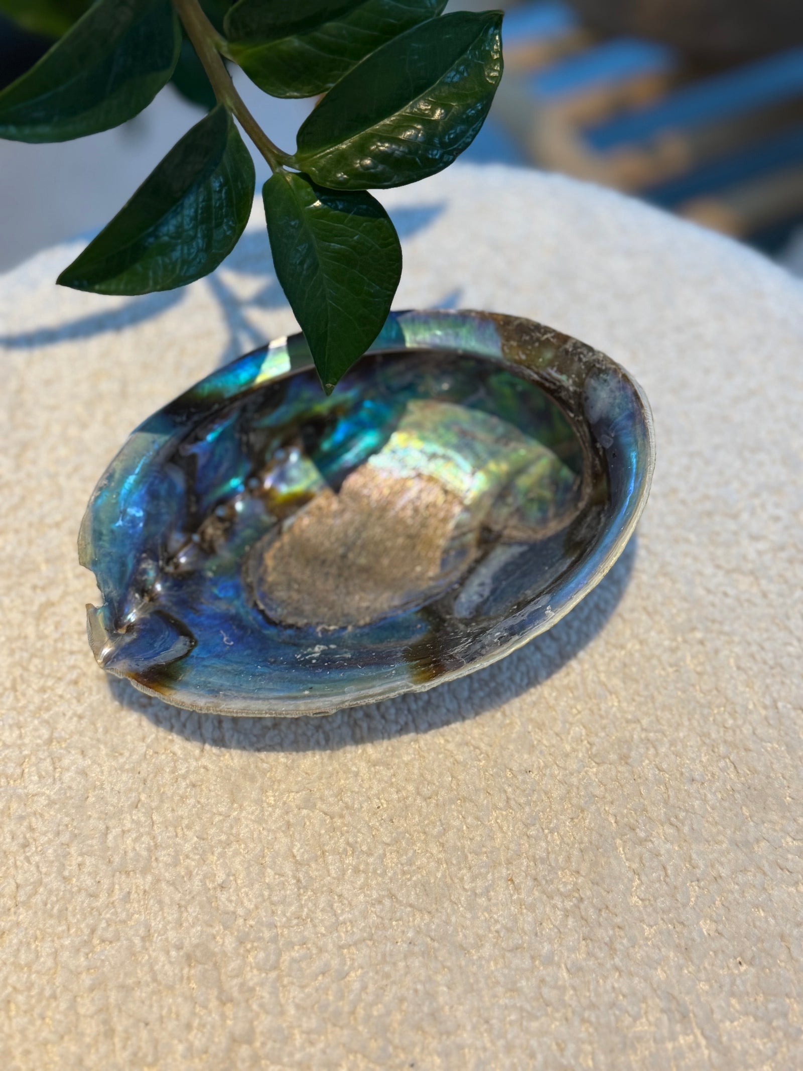 Abalone schelp